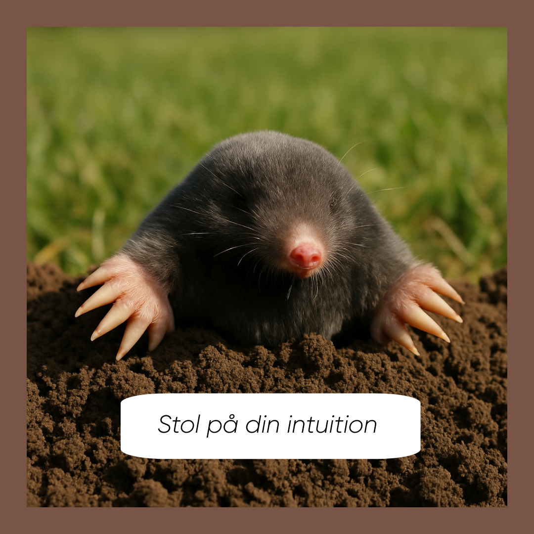 Stol på din intuition